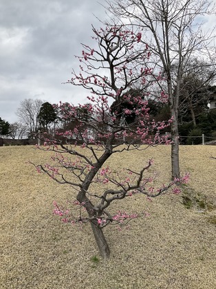 “布川俊樹